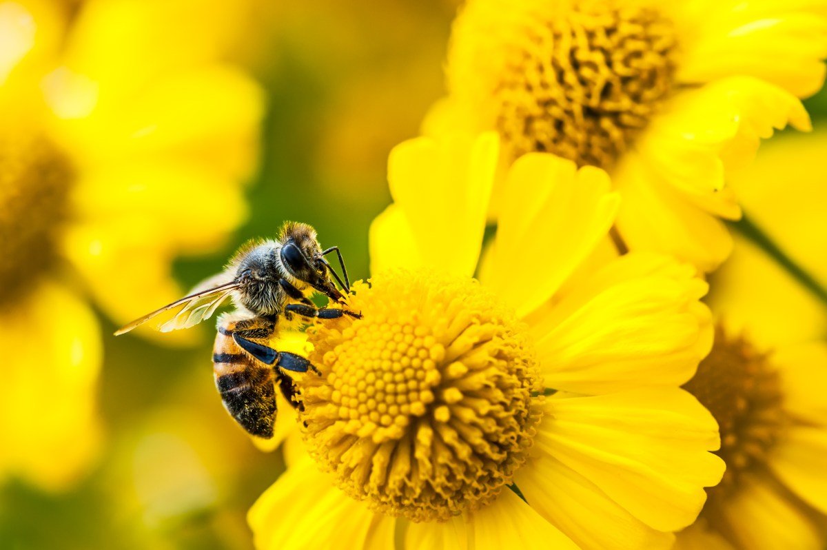 Amazon Bee AI devices lineup