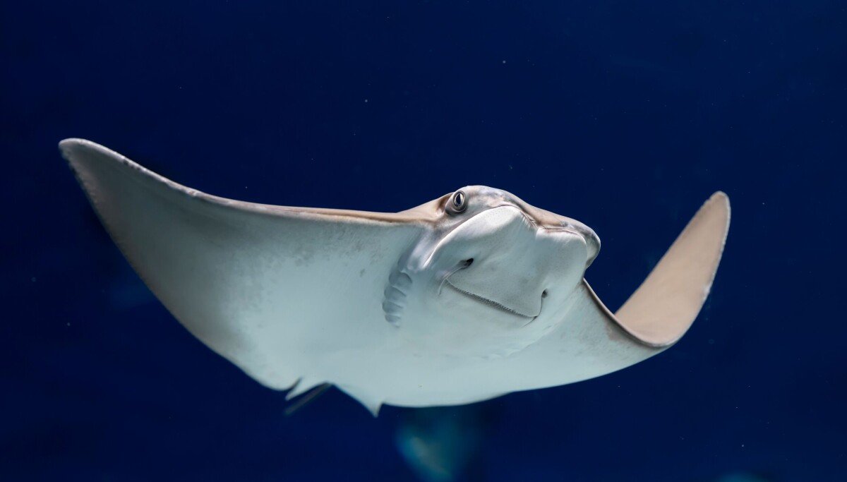 Ubuntu Stonking Stingray desktop interface